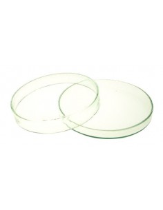 Y.  Płytka Petriego B.Duża...